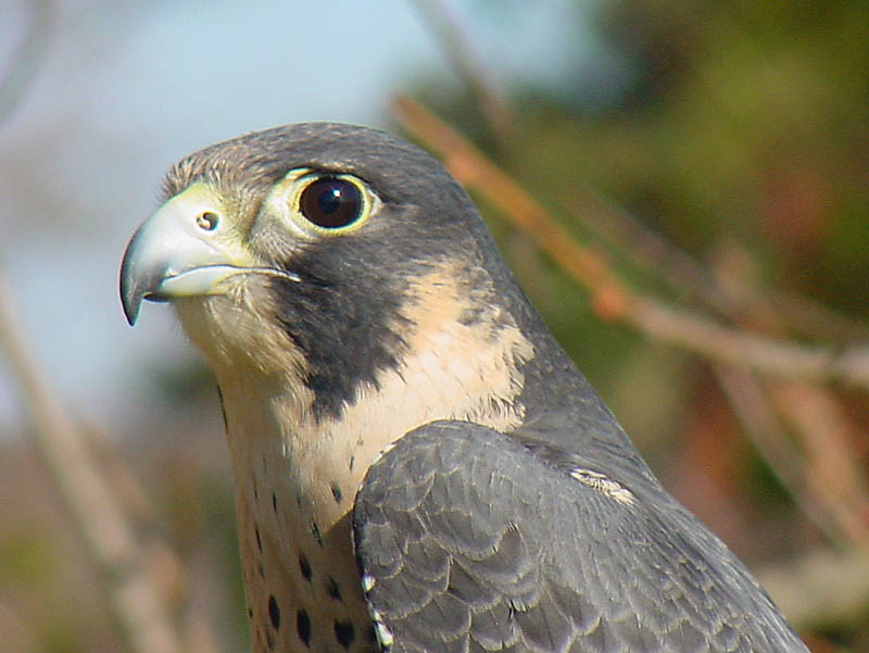 Is Peregrine Pharmaceuticals (NASDAQ:PPHM) About To Be Bought Out?