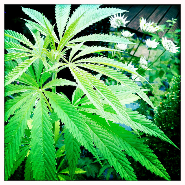 What Happened To Cannabis Leaf Inc (OTCMKTS:PCFP)?