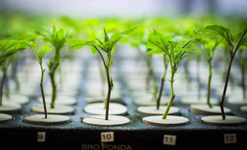 Liftoff Has Begun For Medical Marijuana Inc (OTCMKTS:MJNA)