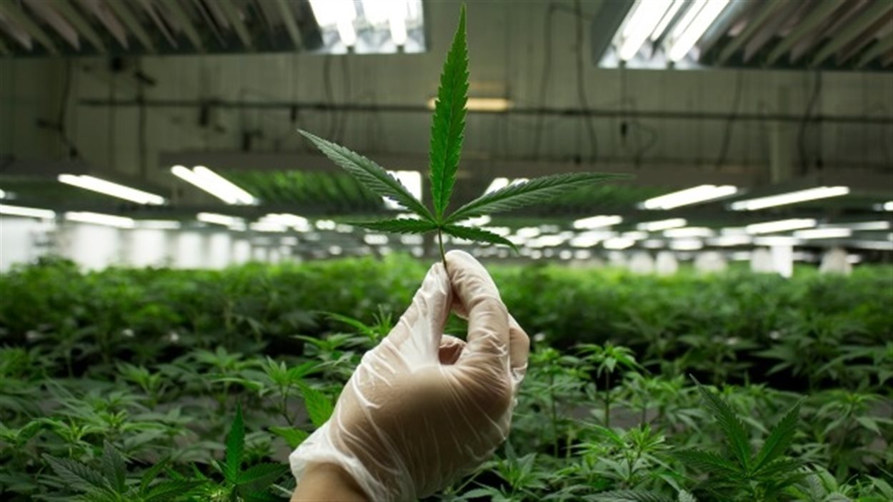 IANTHUS CAPITAL HO (OTCMKTS:ITHUF) Oversold With Many Catalysts Ahead