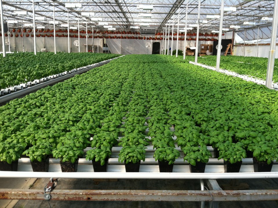 Ignore Jeff Sessions When It Comes To Terra Tech Corp (OTCMKTS:TRTC)