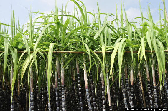 Sugarmade Inc (OTCMKTS:SGMD) Headed To The Moon On Positive Outlook