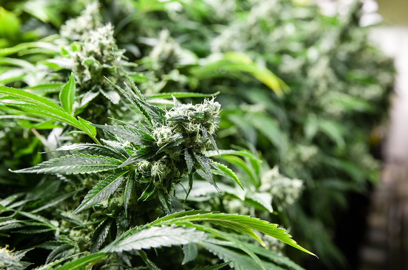 CANNABIS WHEATON I (OTCMKTS:CBWTF) Set To Fly Higher