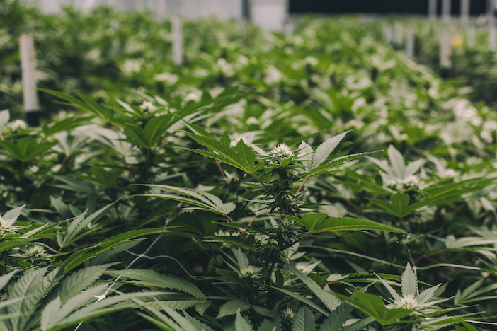 MYM NUTRACEUTICALS Inc (OTCMKTS:MYMMF) Is Now A Full Fledged Cannabis Runner