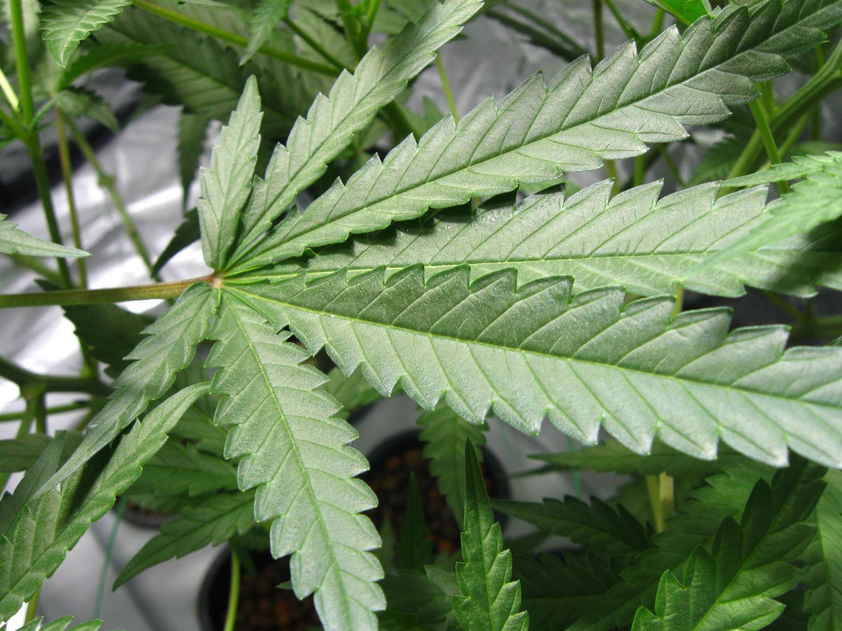 Hemp Inc (OTCMKTS:HEMP) Must Make the Most of Cannabis Legalization
