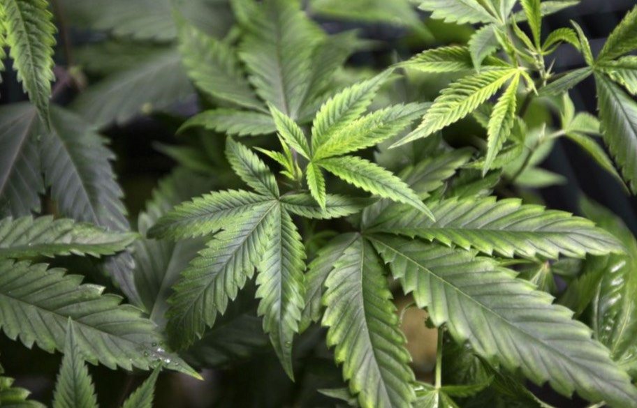 GrowLife Inc (OTCMKTS:PHOT) Is A Prime Comeback Play
