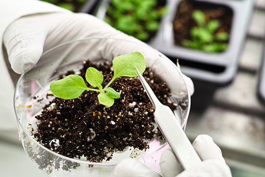 There Is Nothing Stopping Takeoff For This Rocket: EMERALD HEALTH THE (OTCMKTS:EMHTF)
