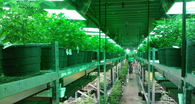 ORGANIGRAM HLDGS I (OTCMKTS:OGRMF) On To The Next High