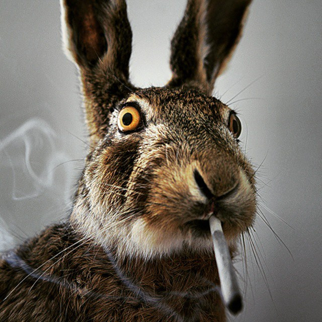 Vet Online Supply Inc (OTCMKTS:VTNL) Is A Pet Cannabis Play