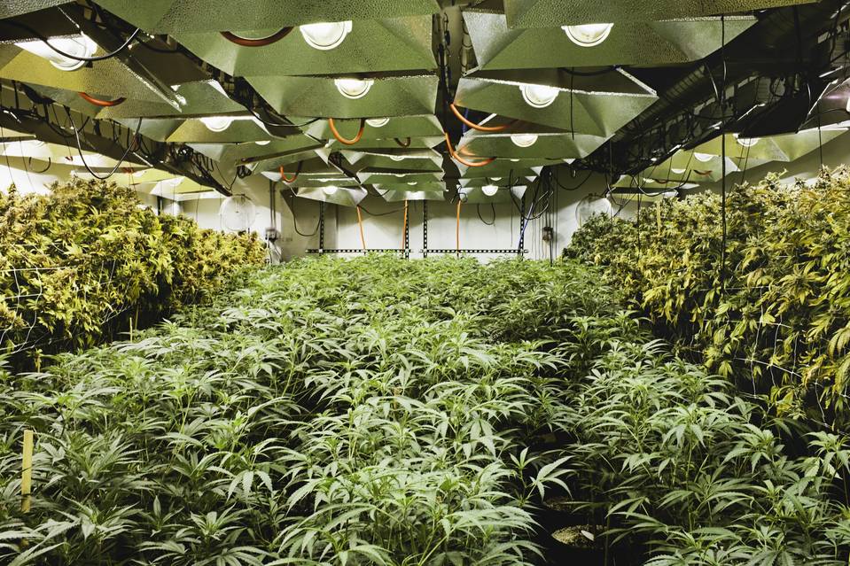 EMBLEM CORP (OTCMKTS:EMMBF) Is One Of The Cheapest Canadian Cannabis Plays