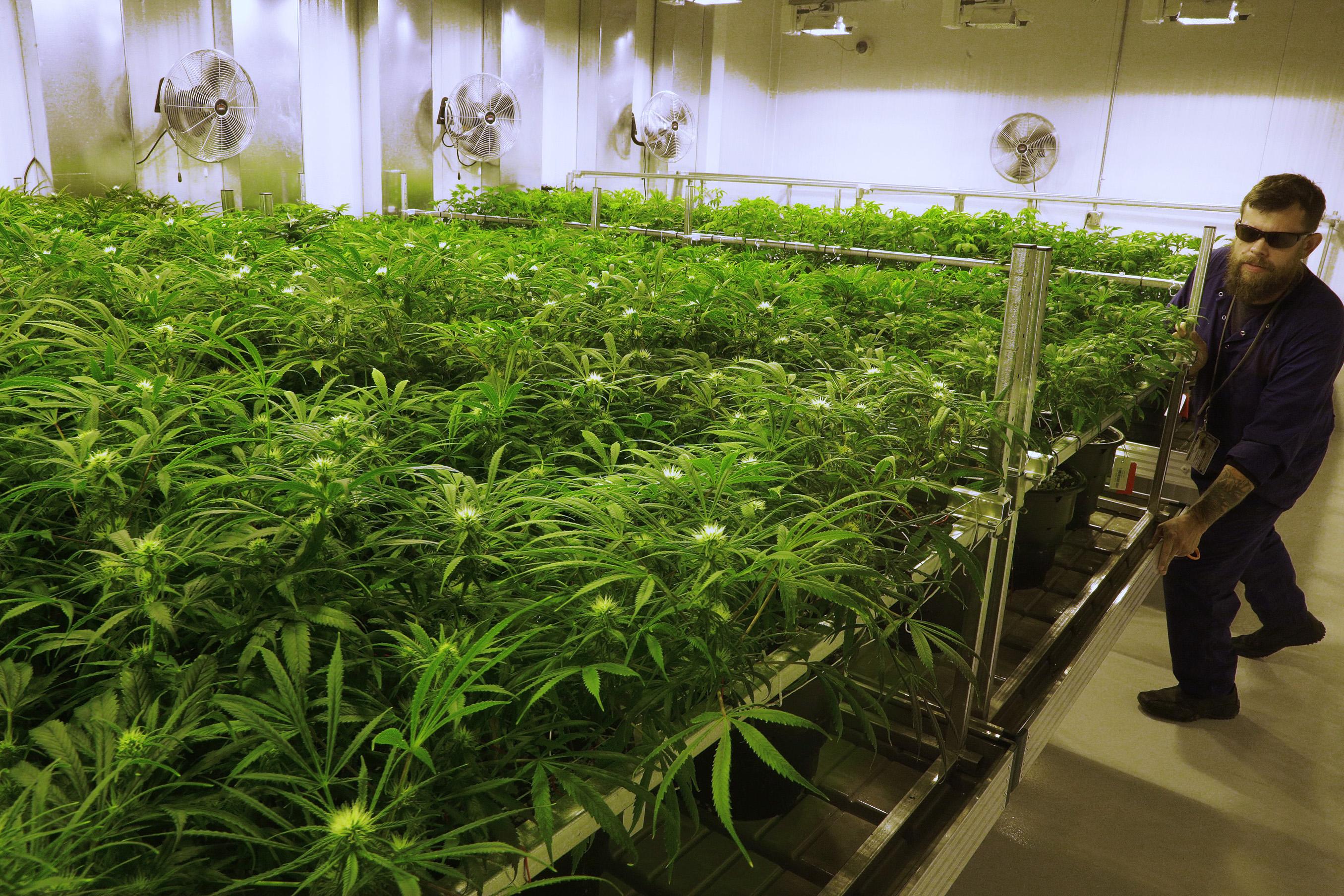 GB Sciences Inc (OTCMKTS:GBLX) is Driving Innovation in the Cannabis Industry