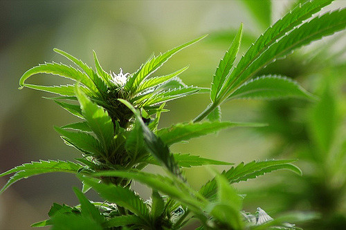Cannabis Strategic Ventures (OTCMKTS:NUGS) Is A Cannabis Runner