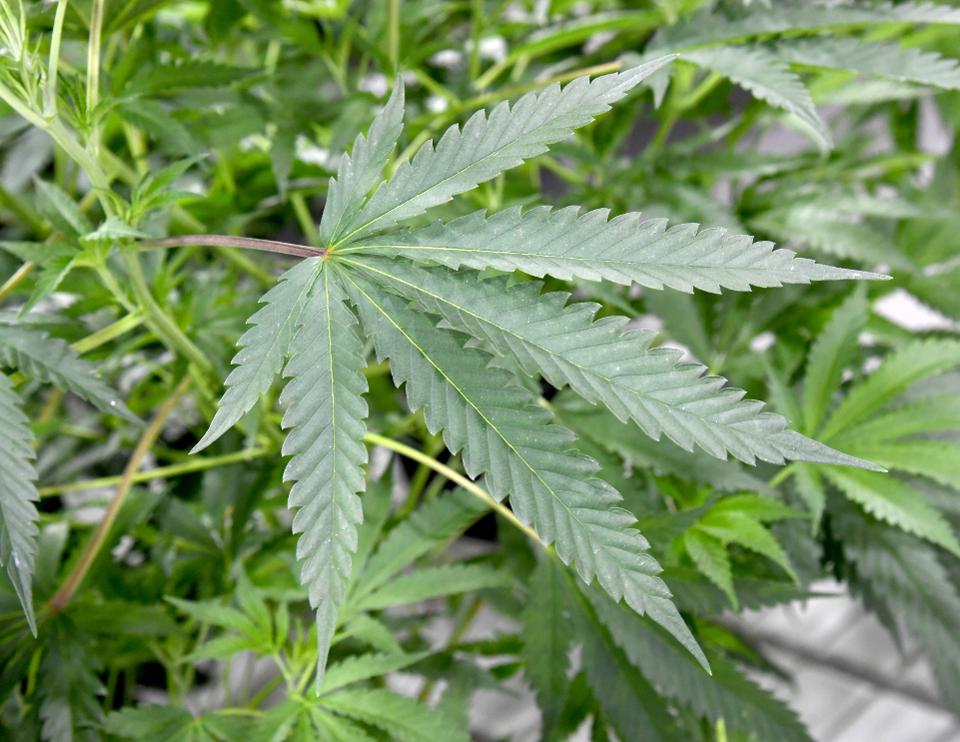 Livewire Ergogenics Inc (OTCMKTS:LVVV) Employs Blockchain Technology To Advance Its Cannabis Business