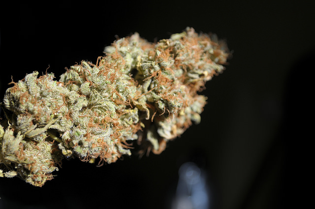 Cannasys Inc (OTCMKTS:MJTK) Making A Comeback