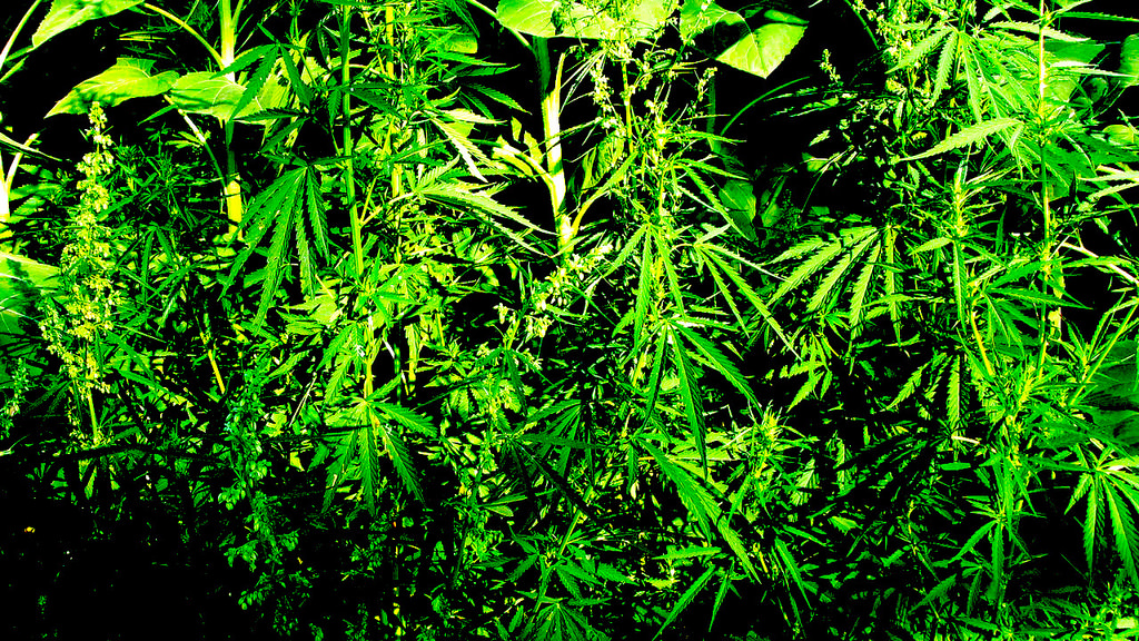 NAMASTE TECHNOLOGI (OTCMKTS:NXTTF) Is A Cannabis Runner