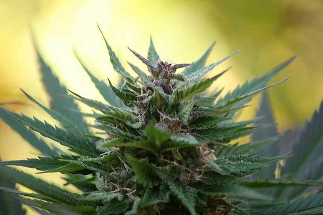 Sunset Island Group Inc (OTCMKTS:SIGO) Makes Another Run Up The Charts