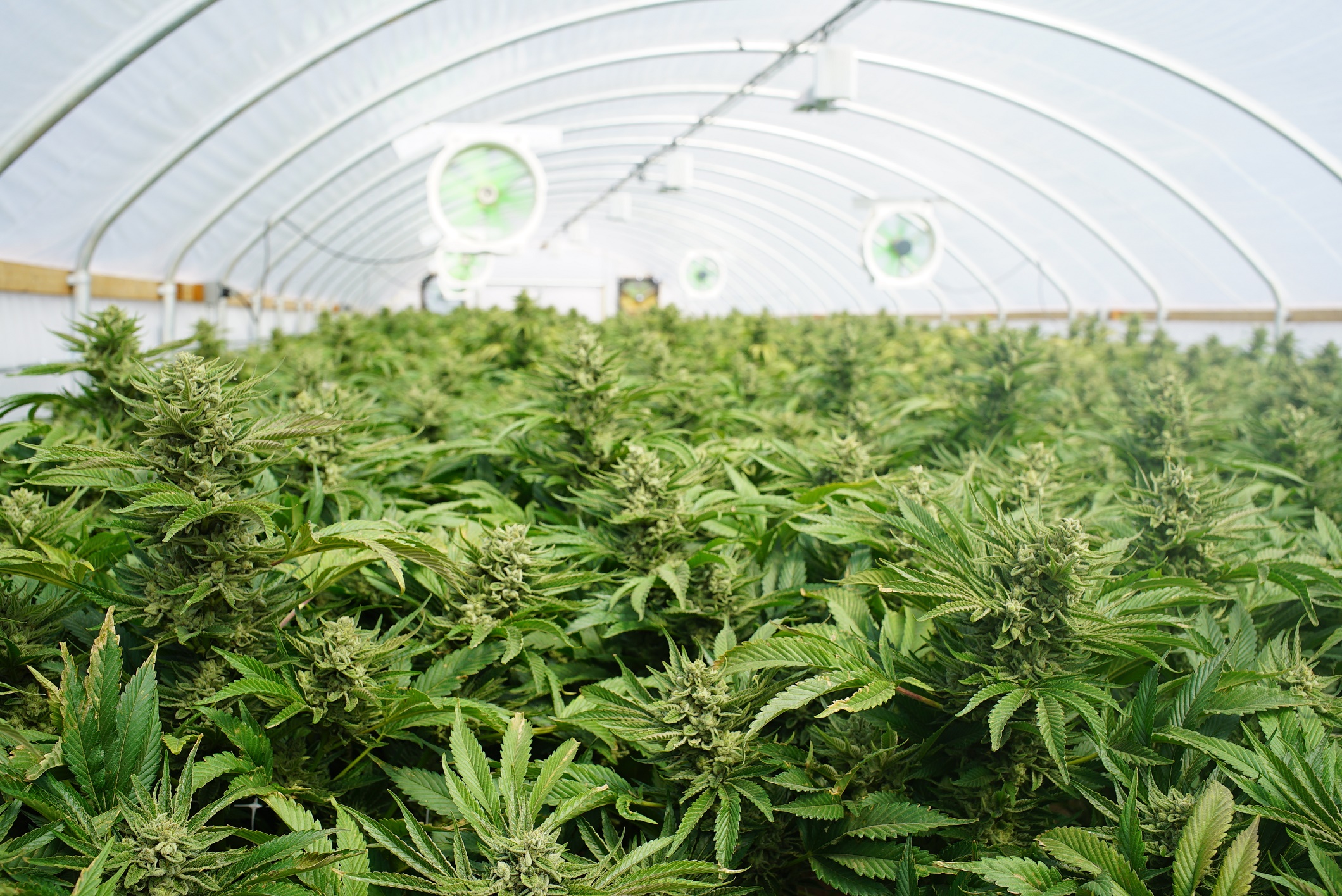 Weed Inc (OTCMKTS:BUDZ) Is About To Get Higher