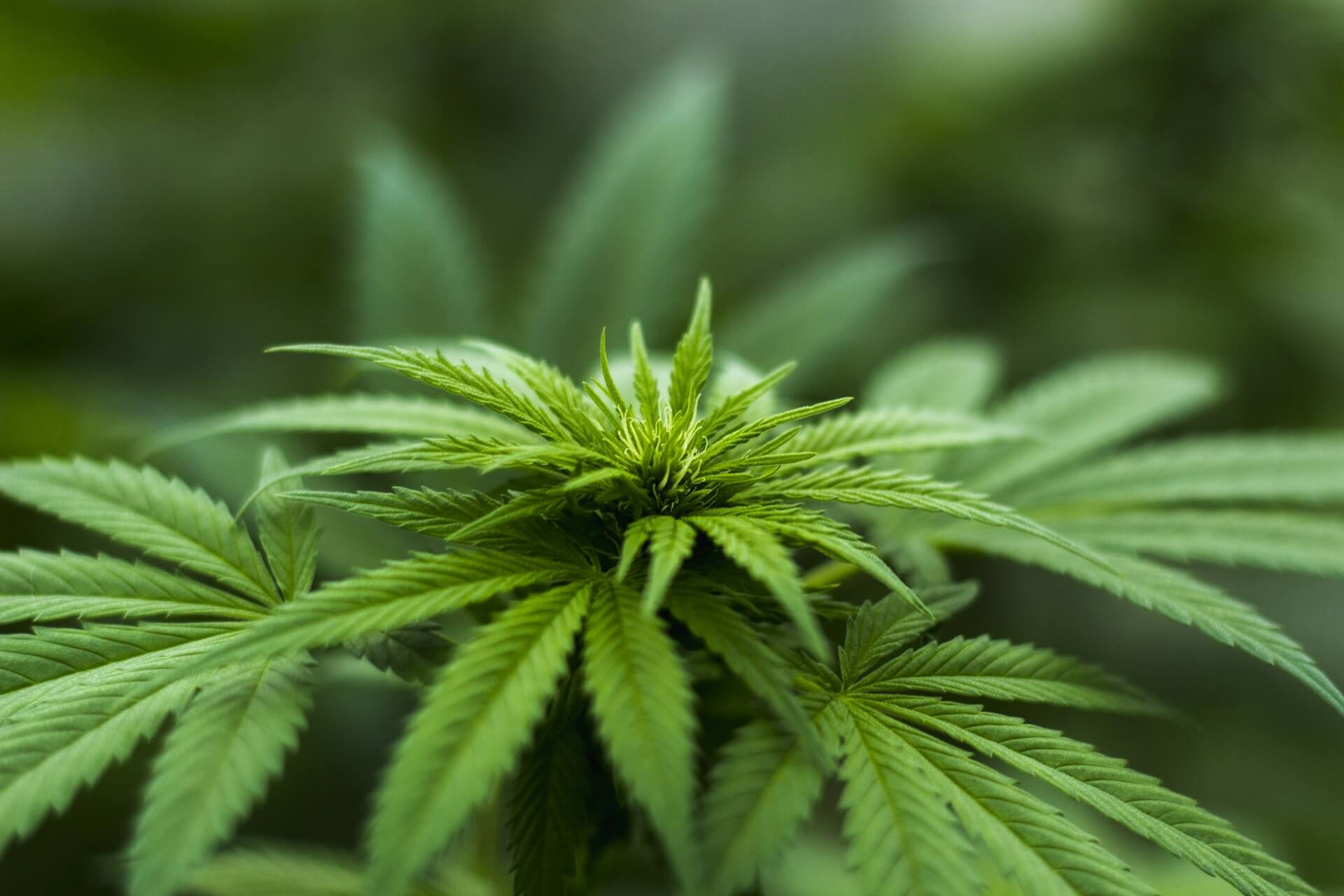POTNETWORK HLDGS I (OTCMKTS:POTN) Continues Its Record Breaking Year