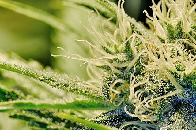 Sugarmade Inc (OTCMKTS:SGMD) Set To Fly Higher