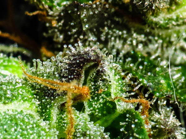 THC BIOMED INTL LT (OTCMKTS:THCBF): A Global Cannabis Player