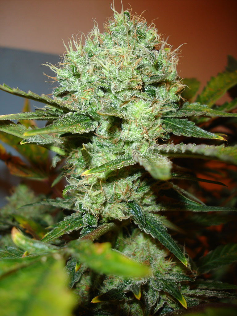 Surna Inc (OTCMKTS:SRNA) Is A Pot Stock On The Move