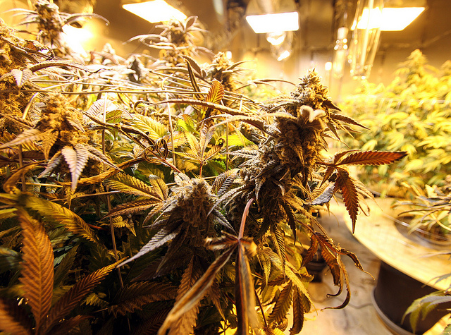 Digipath Inc (OTCMKTS:DIGP) Gets A Close Look
