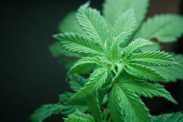 INTEGRATED CANNABI (OTCMKTS:IGPK) Gets A Close Look