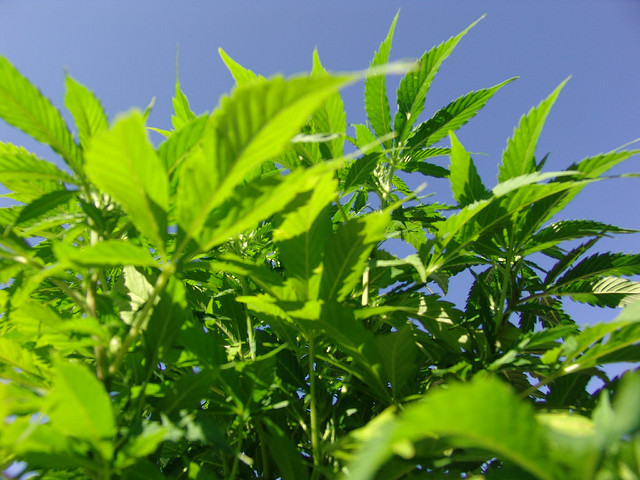 Marijuana Company Of America (OTCMKTS:MCOA) Is On An Upward Trajectory