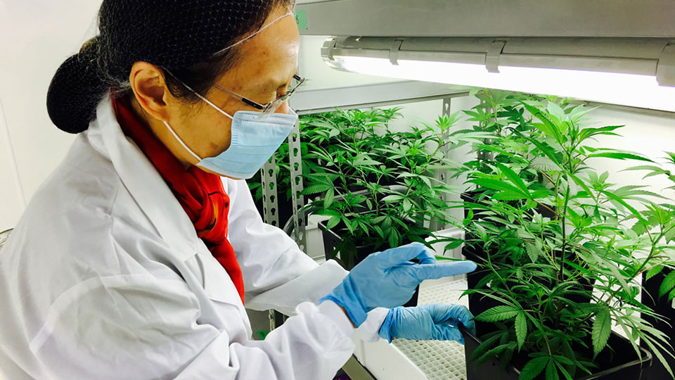 Emerald Health Therapeutics Inc (OTCMKTS:EMHTF) Remains Steady in its Expansion Strategy