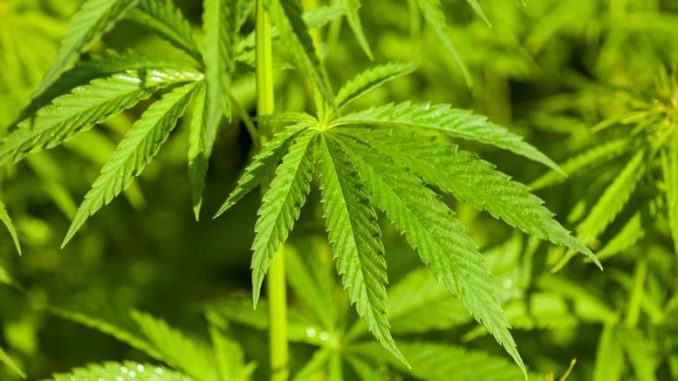 Cannabis Wheaton Income Corp (OTCMKTS:CBWTF) Is Gunning For The Canadian Cannabis Market