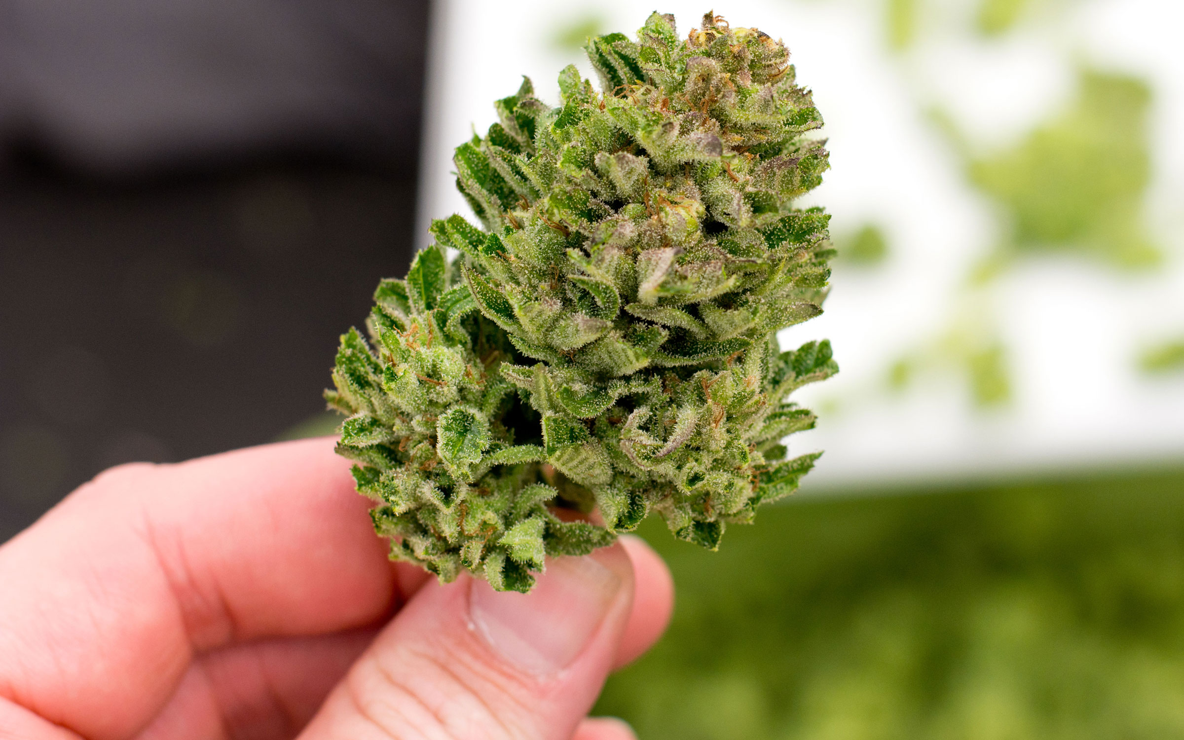 Why Trulieve Cannabis Corp (OTCMKTS:TCNNF) Is Undervalued