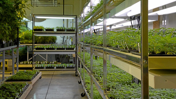 Nemus Bioscience Inc (OTCMKTS:NMUS) Turns Bullish On Emerald Health $20 Million Credit Line Boost