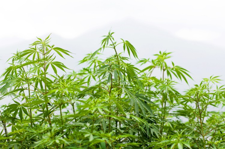 CV Sciences Inc (OTCMKTS:CVSI) Is One Of North America’s Fastest Growing Companies