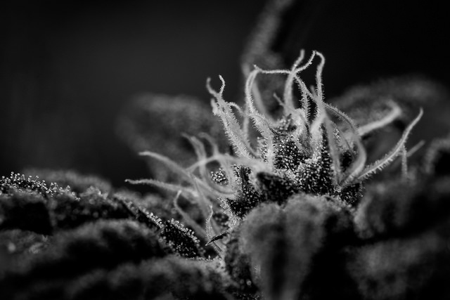 MariMed Inc (OTCMKTS:MRMD): What's Next For This Cannabis Player?