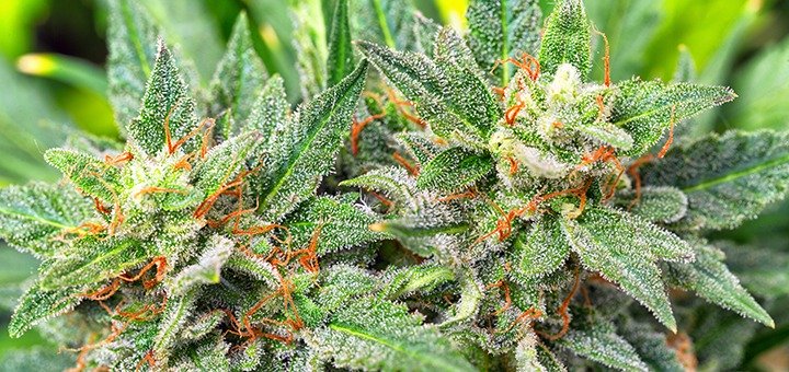 Rising India Inc (OTCMKTS:RSII) Is The Latest Cannabis Runner