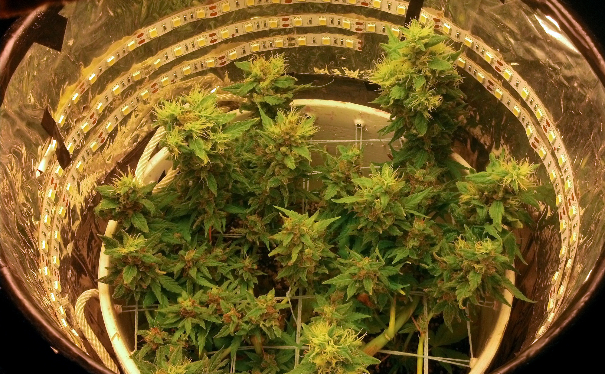 Captor Capital Corp (OTCMKTS:NWURF) Is A Smart Cannabis Play