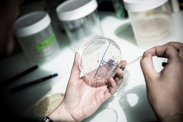Lexaria Bioscience Corp (OTCMKTS:LXRP) On The Right Trajectory