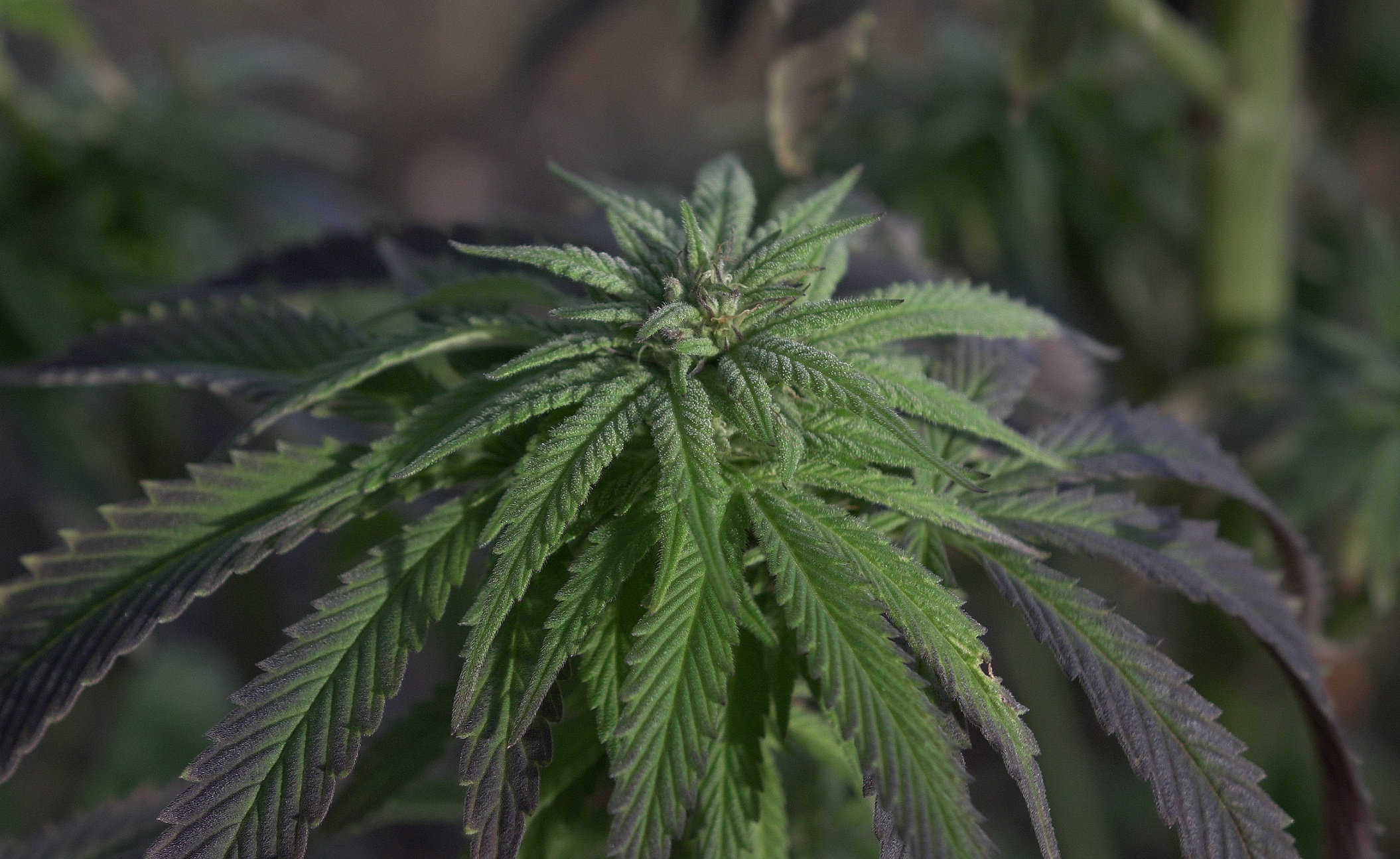 MedReleaf Corp (OTCMKTS:MEDFF) Is Due For A Big Comeback