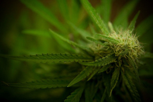 Hemp Inc (OTCMKTS:HEMP) Is A Smart Risk/Reward Play
