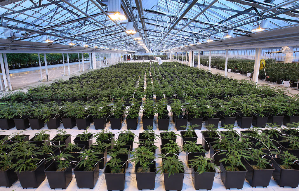 Players Network (OTCMKTS:PNTV) Aims To Be A Cannabis Industry Giant