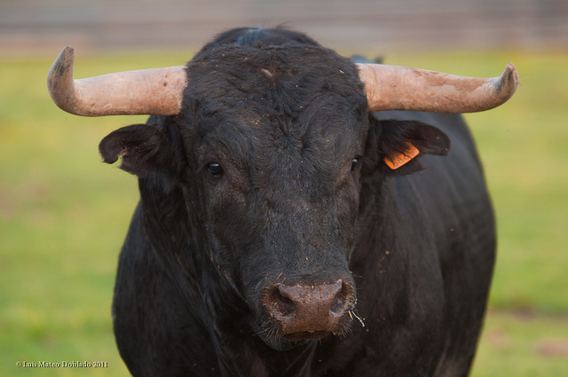 DIGITAL UTILS VENT (OTCMKTS:DUTV) On A Bull Run
