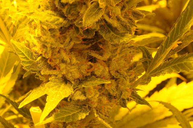 SUNNIVA INC (OTCMKTS:SNNVF) Signs A Deal With CANOPY GROWTH CORP (OTCMKTS:TWMJF)