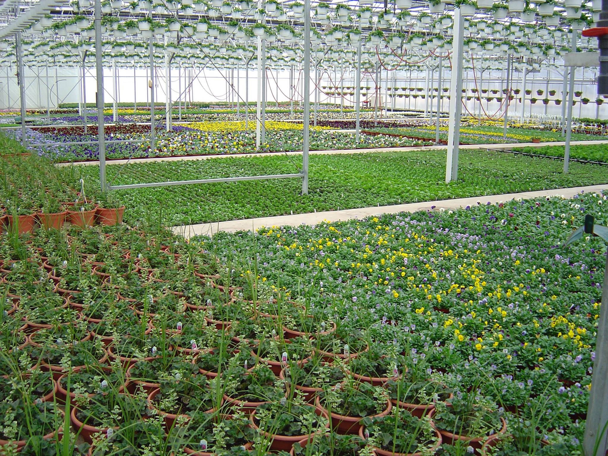 Terra Tech Corp (OTCMKTS:TRTC) A Compelling Investment Despite Recent Sell-Off