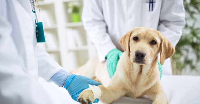 Time To Buy Vet Online Supply Inc (OTCMKTS:VTNL) On Sales Growth Buyback Plan?