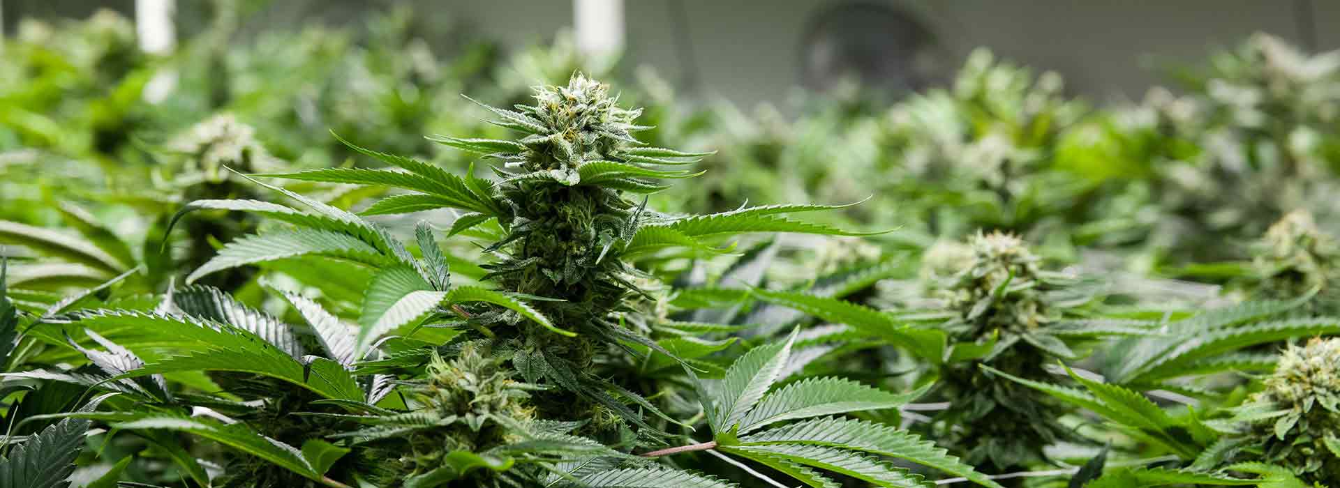 SOLID CONTROLS INC (OTCMKTS:SLDC) Growth Prospects Questioned On Lack of Crucial Updates