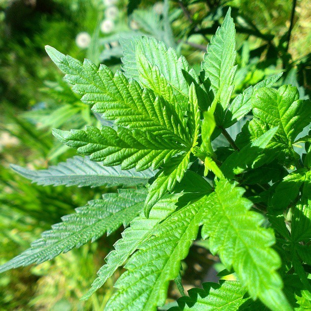 Kush Bottles Inc (OTCMKTS:KSHB): A Good Reversal Play