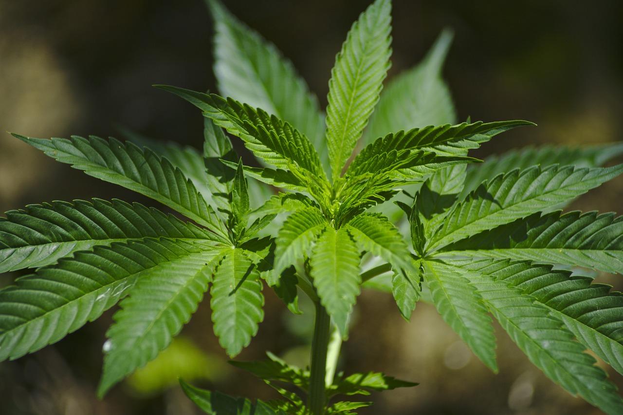 Supreme Cannabis Company Inc (OTCMKTS:SPRWF) Still Aims To Become A Leading Medical Cannabis Company