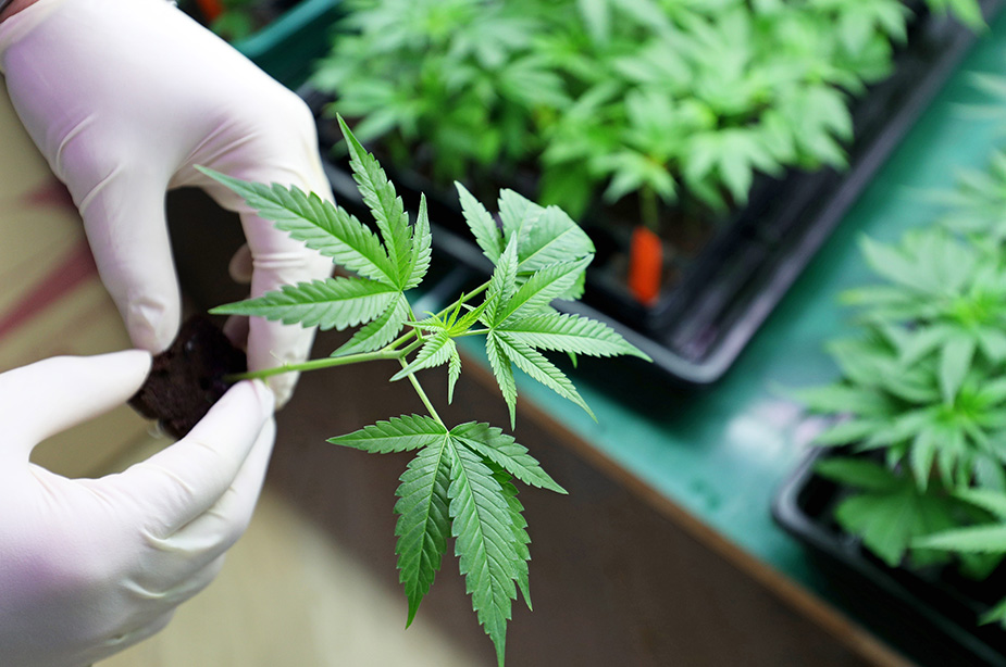 mCig Inc (OTCMKTS:MCIG) Sell-Off Presents A Buy Opportunity