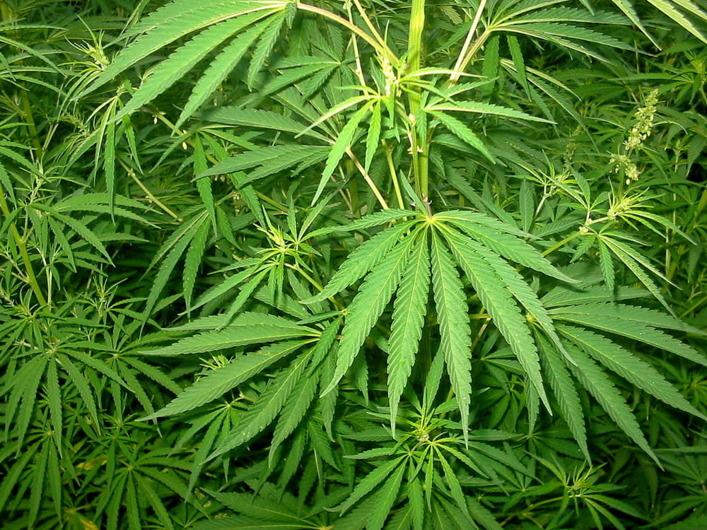 Pao Group Ord (OTCMKTS:PAOG) Set To Fly On Increasing Revenues
