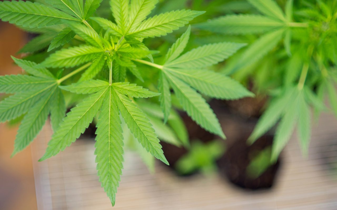 Choom Holdings Inc (OTCMKTS:CHOOF) Plotting A Comeback As Retail Strategy Gains Traction